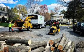 Best Organic Lawn Care Solutions  in Greensboro, MD