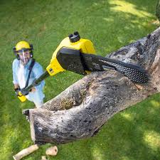 Best Hedge Trimming  in Greensboro, MD