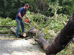 How Our Tree Care Process Works  in  Greensboro, MD