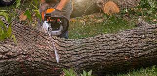 Best Arborist Consultation Services  in Greensboro, MD