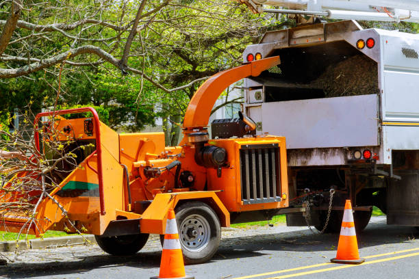 Best Tree Maintenance Programs  in Greensboro, MD