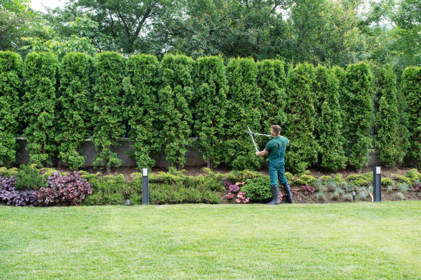  Greensboro, MD Tree Removal Pros