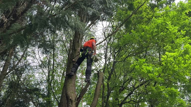 Best Tree Mulching  in Greensboro, MD