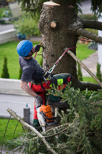Best Leaf Removal  in Greensboro, MD