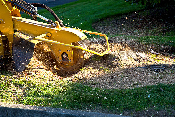 Best Pest Control for Lawns  in Greensboro, MD
