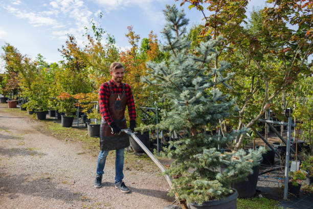 Best Tree Removal  in Greensboro, MD