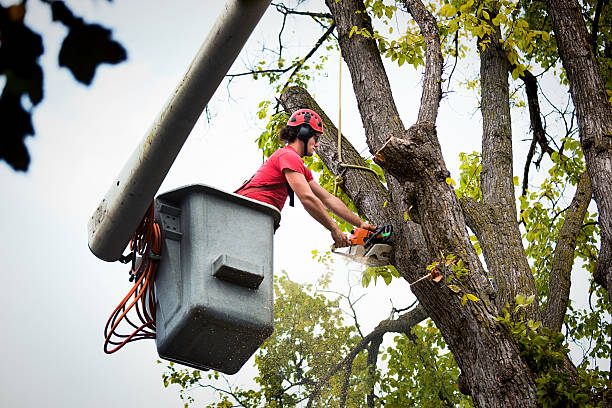 Greensboro, MD Tree Removal Company
