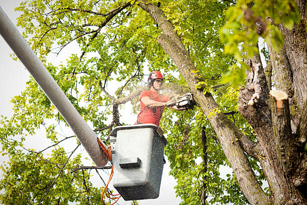 Best Hazardous Tree Removal  in Greensboro, MD